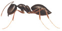 Odorous House Ants