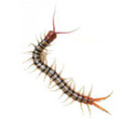 Centipedes