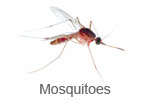 Mosquitoes